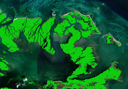 Image of Mangrove Data