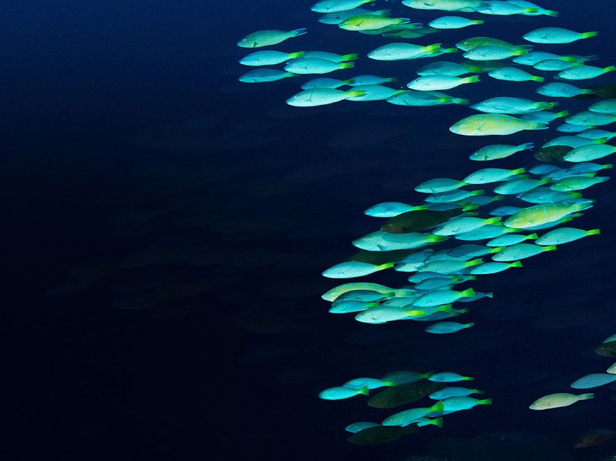 marine data