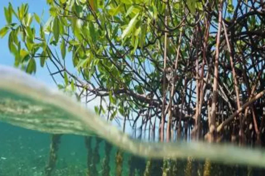Mangroves